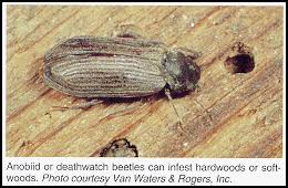 Find tips and guides to grow and maintain the perfect garden for your home. Powderpost Beetles Get Rid Of Powderpost Beetles