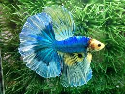 Image result for betta fish