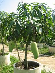 Pemangkasan pada intinya bertujuan untuk menjaga pertumbuhan tanaman agar tetap pendek dan sehat serta membuat tabulampot cepat berbuah. 5 Tips Agar Tanaman Buah Dalam Pot Tabulampot Cepat Berbuah Petani Top