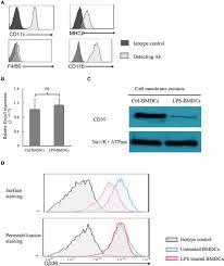 Composta dai membri del consiglio direttivo regionale dell'unci sicilia (giuseppe lo bianco, presidente, leone zingales, daniele ditta, antonella romano, filippo romeo, sandra figliuolo. Frontiers Toll Like Receptor Mediated Activation Of Cd39 Internalization In Bmdcs Leads To Extracellular Atp Accumulation And Facilitates P2x7 Receptor Activation Immunology