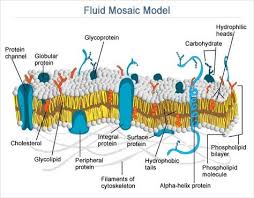 Fluid Mosaic Model Of Cell Membrane Cell Membrane Structure Cell Membrane Cell Biology