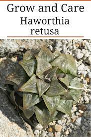 Haworthia Retusa Star Cactus In 2021 Small Succulent Plants Cacti And Succulents Types Of Succulents
