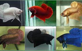 What Do Betta Fish Eat How Much Does One Betta Fish Cost Hibetta Com The 1 Website For Betta Fish Fans