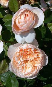 David austin guarantees their roses. Pin On Garden Sun Loving Flowers And Bushes