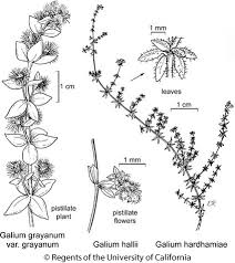 Image result for Galium