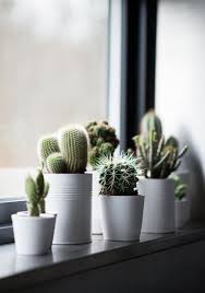I immediately went home and starting search online for the best cactus nurery decor on amazon i could find. How To Decorate Like A Pro With The Best Interior Design Tips Covet Edition Windowsill Garden Plants Cactus