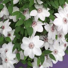 Floriferous vine blooms in early to late spring, and reblooms less heavily in late summer. Clematis Miss Bateman Free Delivery