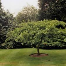 Grow it in zones three through eight. Ginkgo Biloba 40 Varieties 2 2 Mundi Plantarum