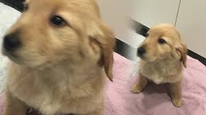 Maybe you would like to learn more about one of these? Irresponsible Breeder Selling Puppies That Get Sick To Long Island Families Purchasers Say Pix11