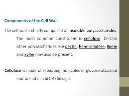 This provides structural support to the cell. Cell Wall And Its Function A Cell Wall