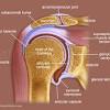 The shoulder joint part a drag the labels onto the diagram to identify the structures and ligaments of the shoulder joint. 1