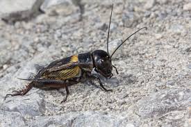 Orthoptera Gryllus Campestris