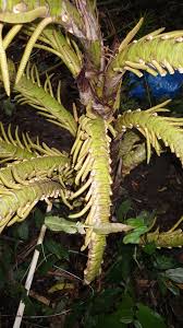 Image result for Rinorea laurentii