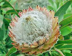 Image result for Protea gaguedi