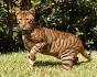 Silkyamber – Toygers Cattery