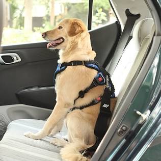Buy Zoof Pets Dog Seat Belt | Safety Belt for All Dogs Breeds