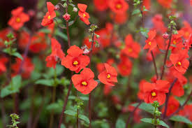 Perennial plant with small red and white flowers. Best Plants With Red Flowers Bbc Gardeners World Magazine
