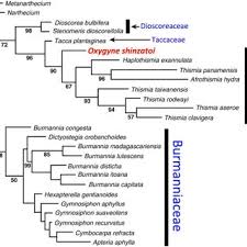 Image result for Rhaptopetalum evrardii
