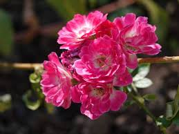 Image result for Cissus rubiginosa