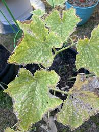 Image result for mildew on cucumbers
