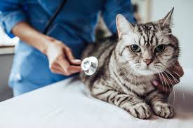 What Is The Standard Beginning Salary For A Veterinarian