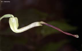 Image result for Aristolochia zenkeri