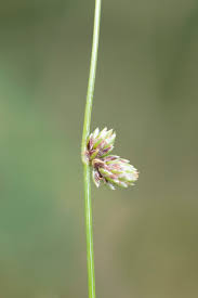 Image result for Isolepis setacea