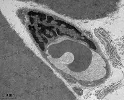 Maybe you would like to learn more about one of these? Galleries Biological Sciences