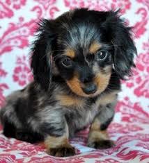 Dapple Dachshunds Puppies Dapple Dachshund Puppy Puppies And Kitties Dachshund Puppies