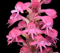 Image result for Satyrium macrophyllum