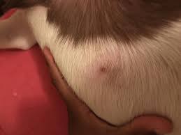 Ingrown hairs can closely resemble pimples: My Dog Has A Bump On Her Stomach And I M Not Sure If I Should Be Worried I Shaved The Hair Off Around It So I Was Able To See It