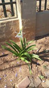 Eggs turn scarlet shortly before hatching. Please Help Me Identify This Bulbous Plant With Long Broad Leaves And White Flowers Gardening Landscaping Stack Exchange