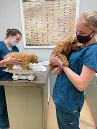 Check spelling or type a new query. St Pete Beach Veterinary Clinic Home Facebook