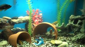 Fish food and tank supplies up to 80% off! Diy Aquarium Decor My Aquarium Club