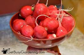Vegetable seeds vary in size, shape, and color, each carrying the genetic material of its parent plant. 23 Easiest Vegetables To Grow From Seed Get Busy Gardening
