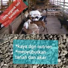 Baja tahi kambing original 100% & bakar + free gift. Baja Tahi Kambing Sesuai Untuk Pokok Apa Malaydepe
