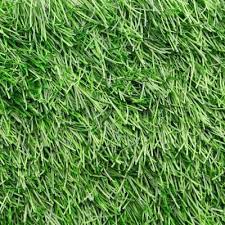 Beautiful field and olive green blades combined with a curly textured green thatch imitate perfectly a well maintained and manicured lawn. Pin On House Backyard