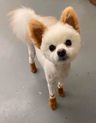 Opawz Permanent Dye For Dog And Horse Dog Hair Dye Creative Grooming Dog Hair