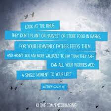 Look At The Birds Of The Air Nlt Pin On Verse Of The Day