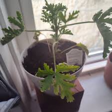 Image result for Pelargonium luridum