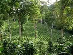 Figure 3 Land Sharing Example Coffee Agroforestry Coffee Grown In High Diversity System That Mimics Natu Biodiversity Conservation Biodiversity Agriculture