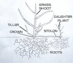 Augustine lawns to stay partially green through the winter. St Augustine Grass