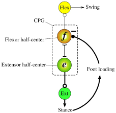 Leg muscles diagram labeled : A Simple Rule For Quadrupedal Gait Generation Determined By Leg Loading Feedback A Modeling Study Scientific Reports