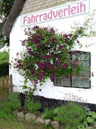 Hausbegrunung Mit Clematis Etoile Violette Clematis Garten Grosse L