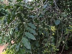 Image result for Putranjivaceae