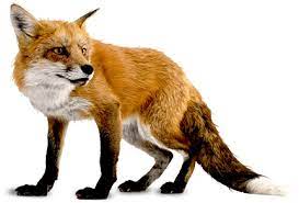 Fox Png Images Free Download Pictures Animais