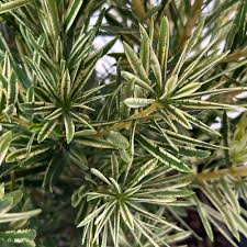 Image result for Polyceratocarpus