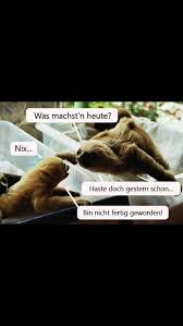 Faultier Lustige Spruche Witze Lustige Fakten