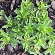 Image result for Arabis