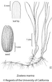 Image result for Zosteraceae